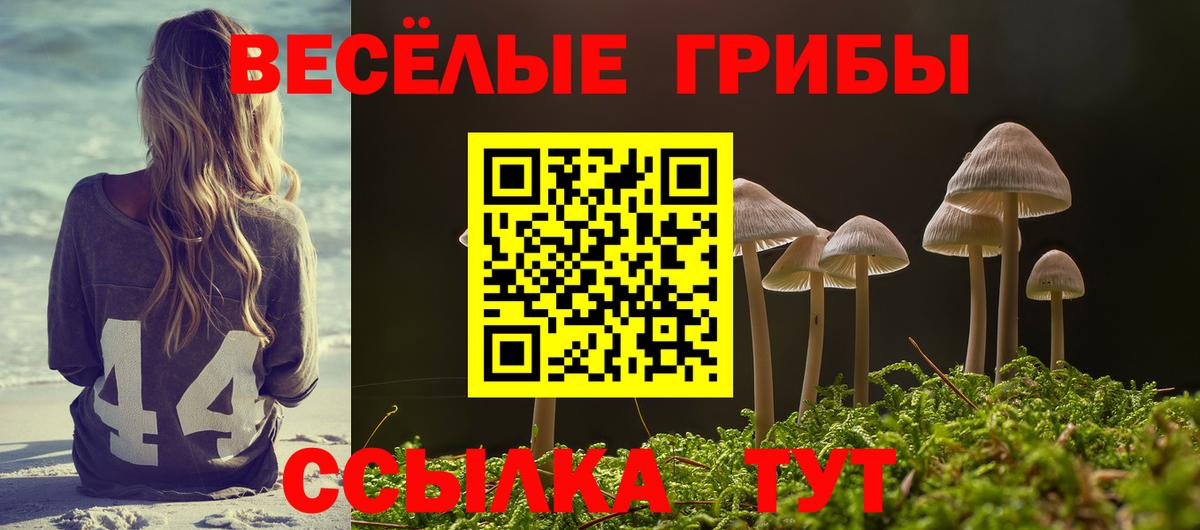 Псилоцибиновые грибы Psilocybe  Вход с VPN  где купить наркоту  Кисловодск 